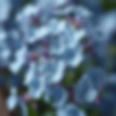 Magnificent Exploring the Allure of Forget Me Not Silk Flowers
