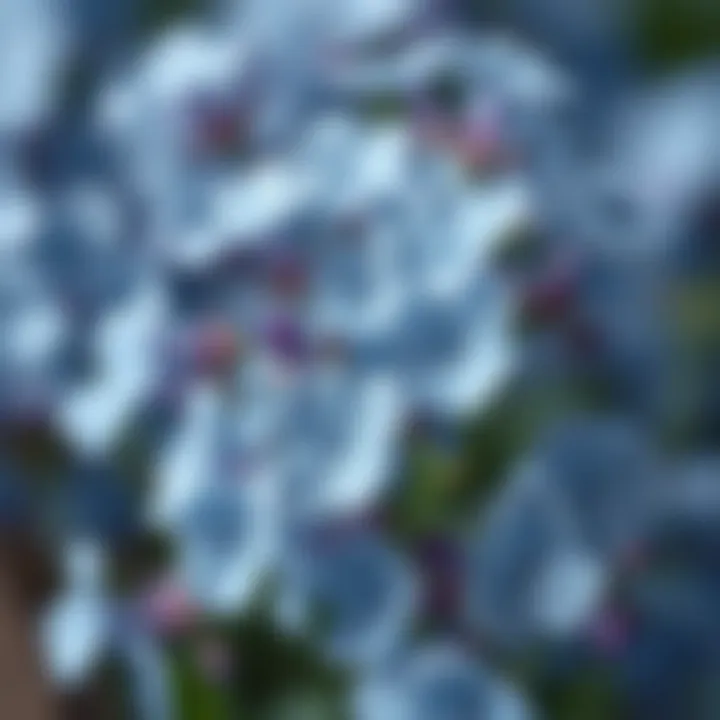Magnificent Exploring the Allure of Forget Me Not Silk Flowers