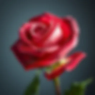 Magnificent Mother's Day Galaxy Rose: A Symbol of Love and Appreciation