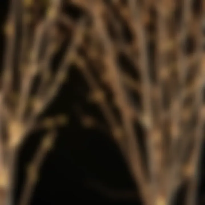 Artistic display of birch branches adorned with shimmering lights against a dark backdrop.