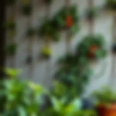 Elegant arrangement of climbing plants secured with vine wall clips