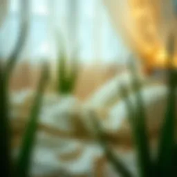 Exploring Aloe Vera Sheets: A Blend of Comfort and Functionality Introduction