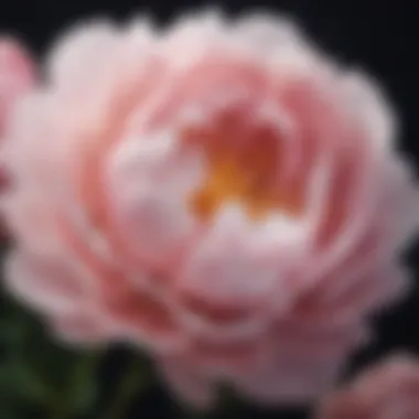 Close-up of peony faux flowers showcasing intricate petal details