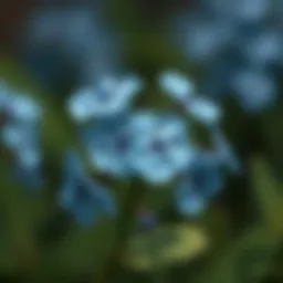 Exploring the Allure of Forget Me Not Silk Flowers Introduction