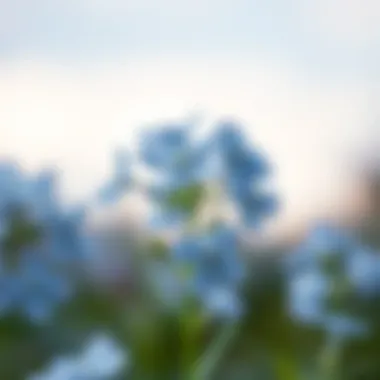 Notable Exploring the Allure of Forget Me Not Silk Flowers