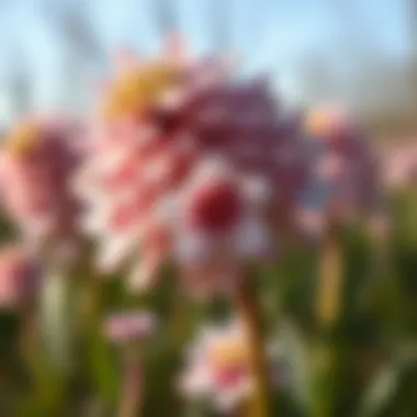 Nature's Intricate Patterns Close-up of intricate wildflower patterns, emphasizing their delicate beauty