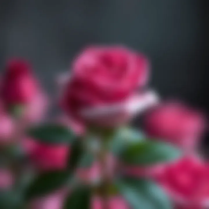 Mother's Day Galaxy Rose: A Symbol of Love and Appreciation Summary