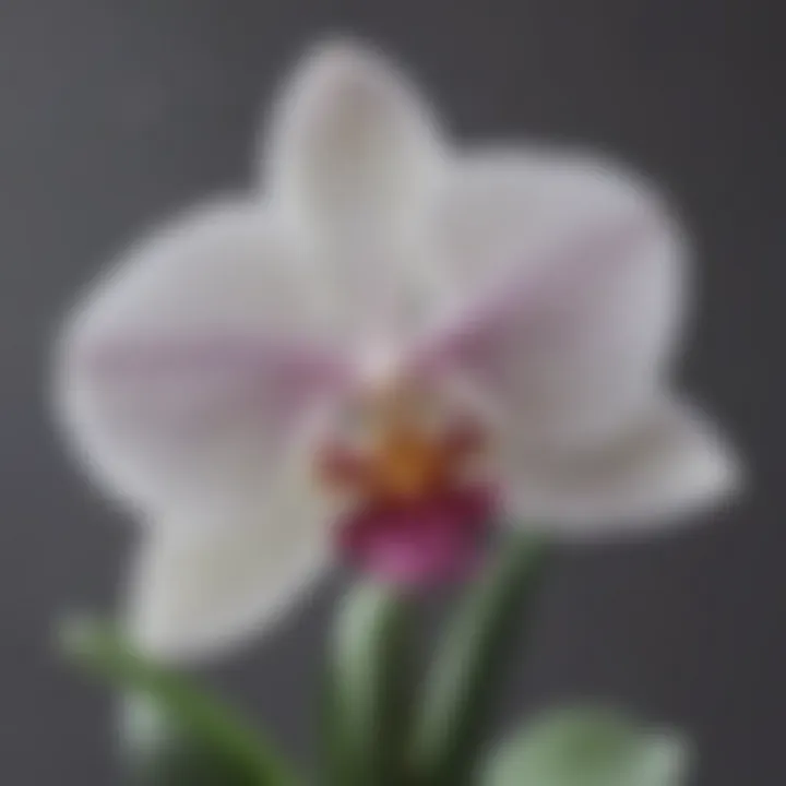 Close-up of a well-clipped orchid showcasing its health